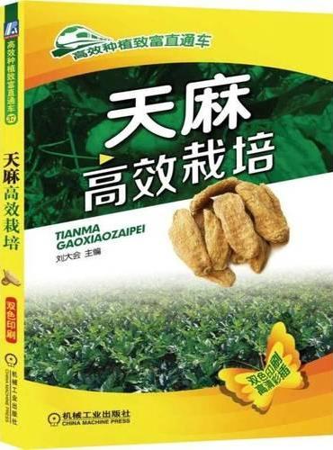 天麻高效栽培